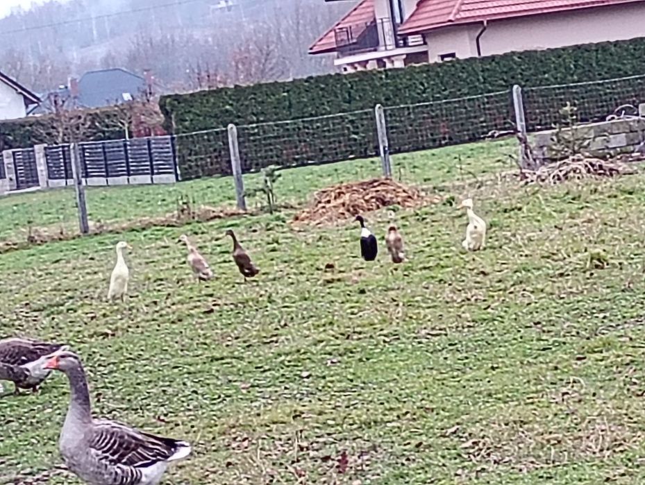 Sprzedam kaczki biegusy