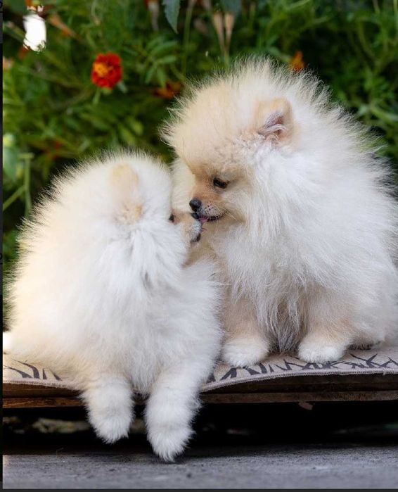 Померанский шпиц.щенки.