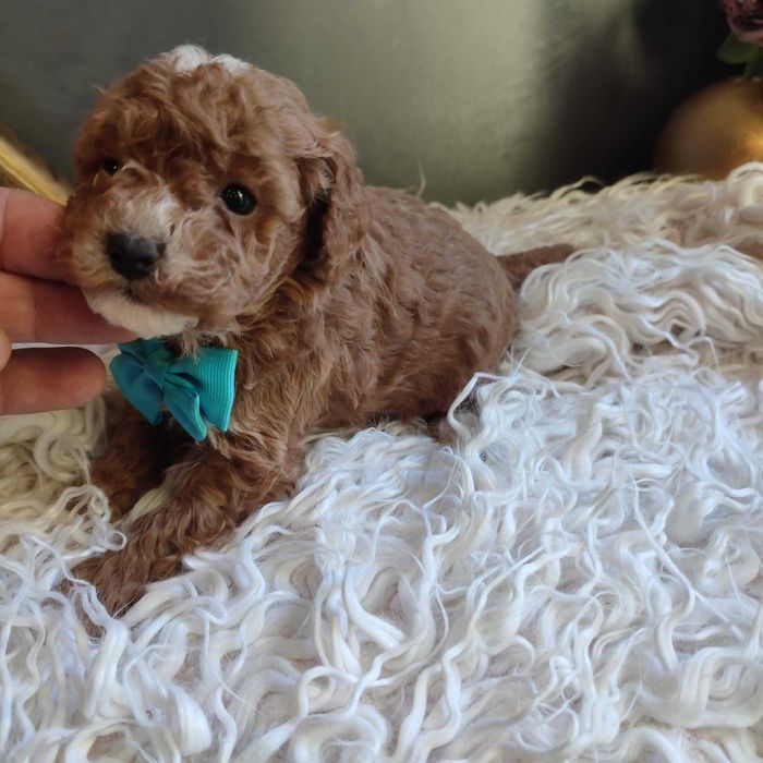 Bichpoo/Pochoon / Maltipoo - dostępny  piesek /samiec.