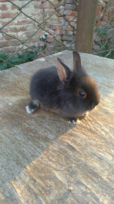 Кролики Декоративні Карликові Висловухі