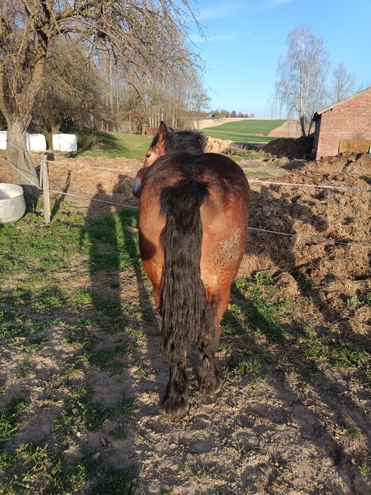 Zribica zimnokrwista