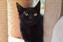 Czarna kotka Nydia do adopcji!