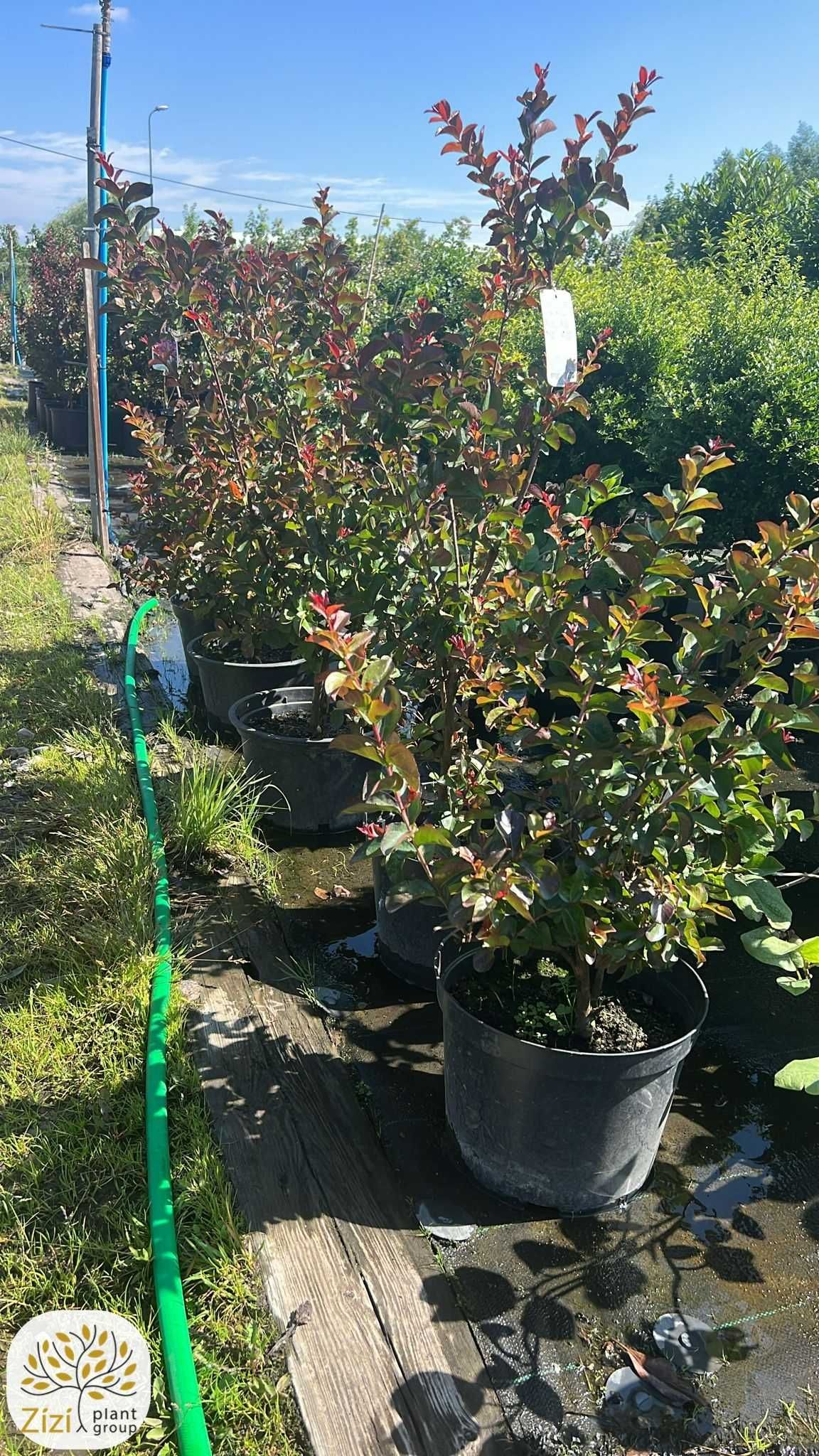 Lagerstroemia indica Double Dynamite, Lagerstremia indyjska, 80-180cm