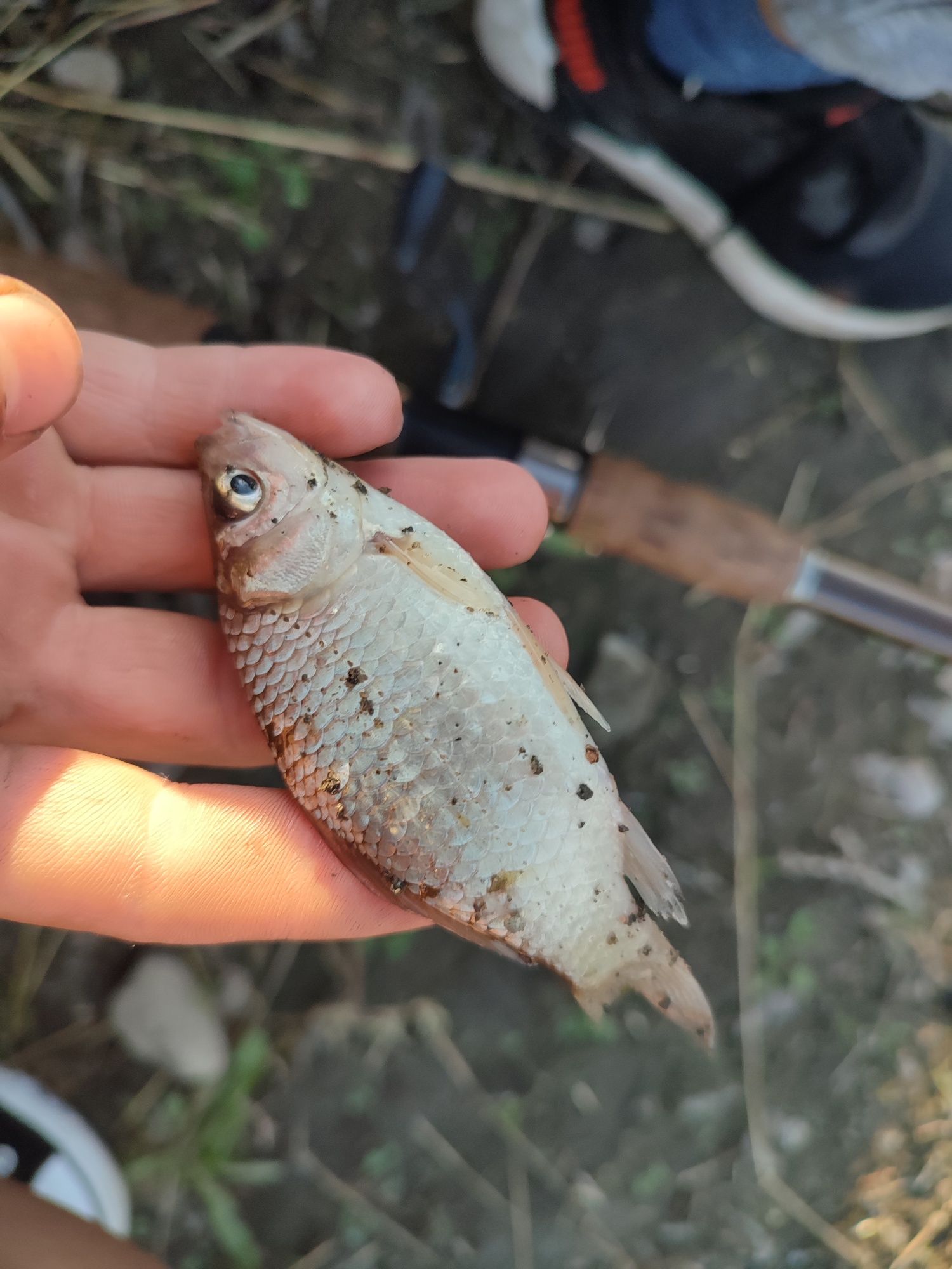 Narybek karasia srebrzystego