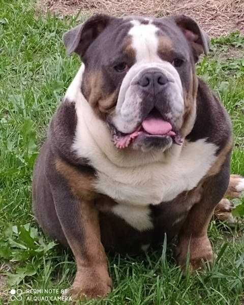 Buldog Angielski Blue Tan Tricolor