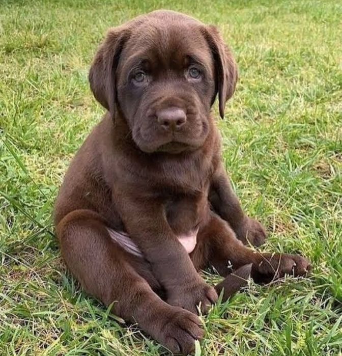 Шоколадний хлопчик Лабрадор Ретривер цуценята розплідника є доставка