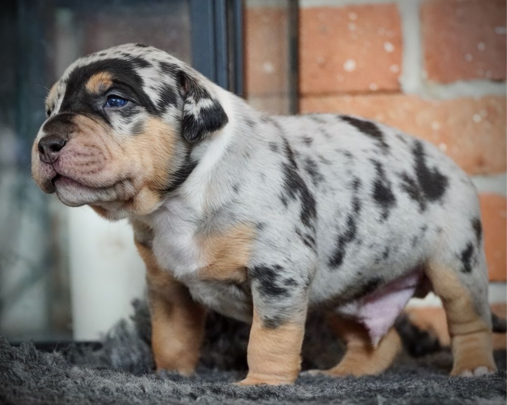 American Bully XL ABKC tri merle