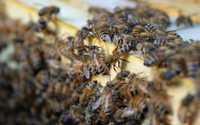 Pszczoły, rodziny pszczele, pasiekę sprzedam