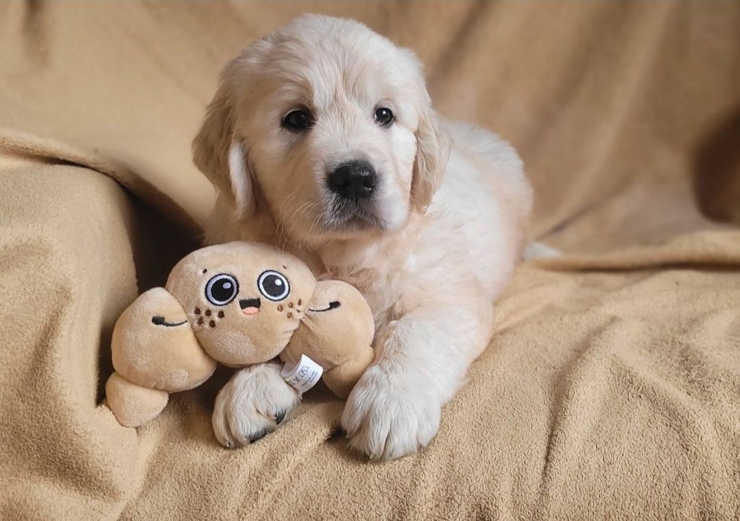 Golden Retriever FCI