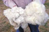 Продам овечу шерсть