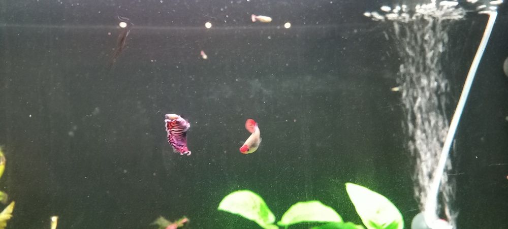 Guppy Dumbo Red Mosaic