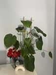 Roślinka Monstera
