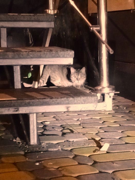 Знайдено помічено тигрову кішку. Тигровий кіт