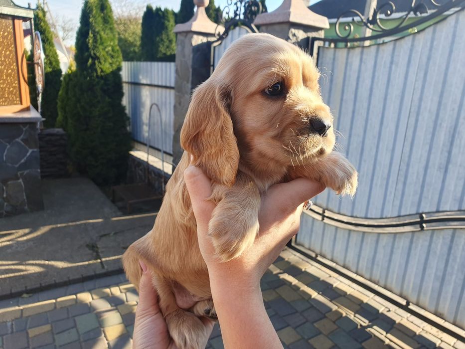 Англійський кокер-спаніель