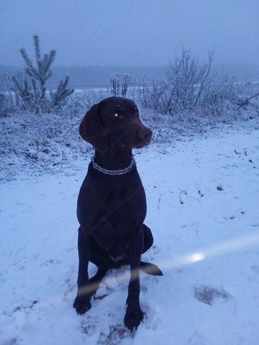 Курцхаар у добрі руки