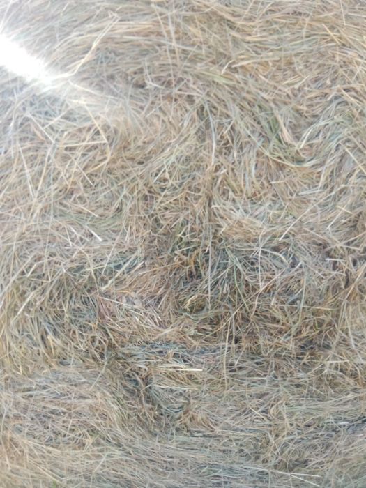 Siano spod dachu suche 2025