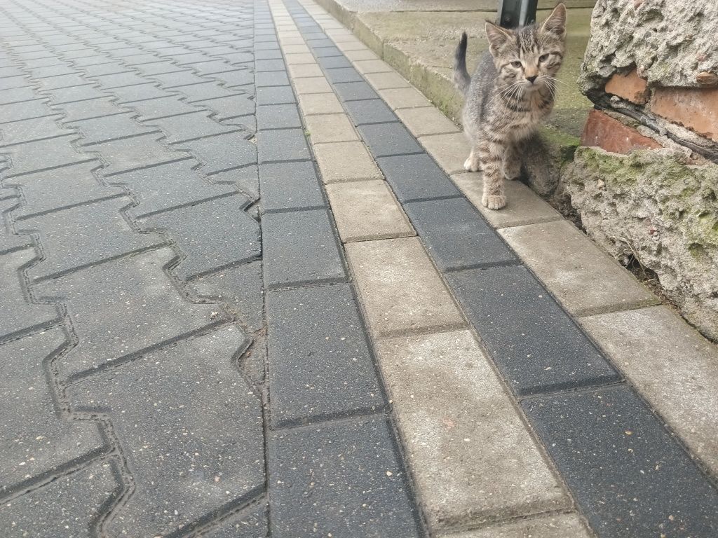 Oddam koty w dobre ręce