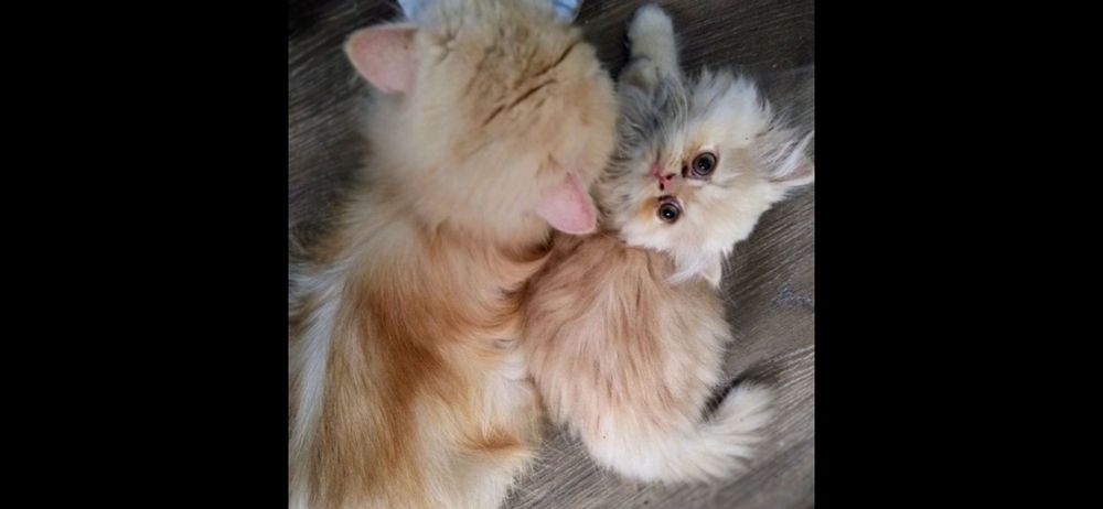 Продаю породисте персидське кошеня