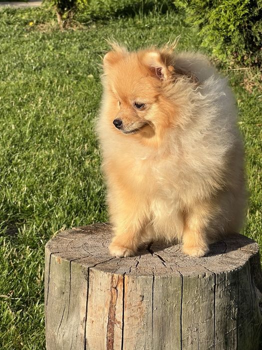Цуценя Померанський шпиц