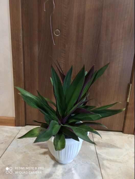 Кімнатні рослини квіти кімнатні цветы комнатные растения комнатные