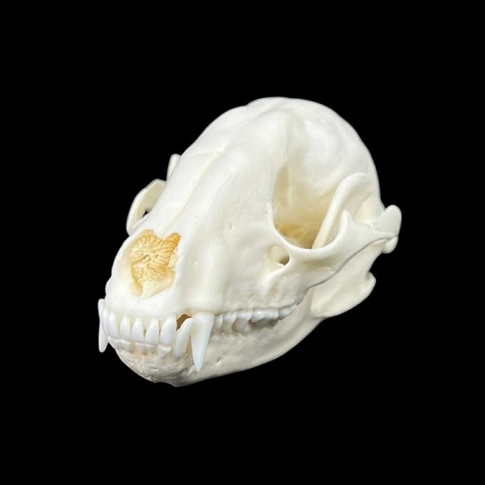 Czaszka szopa pracza, model anatomiczny