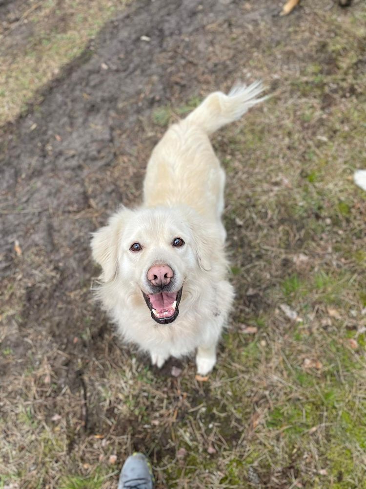 JAZZ - pies w typie rasy golden retriever do adopcji