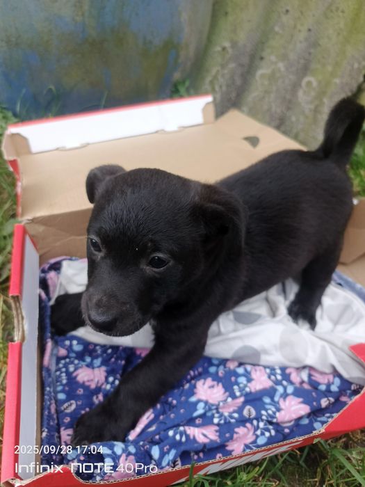 pieski szukają domu oddam  za darmo