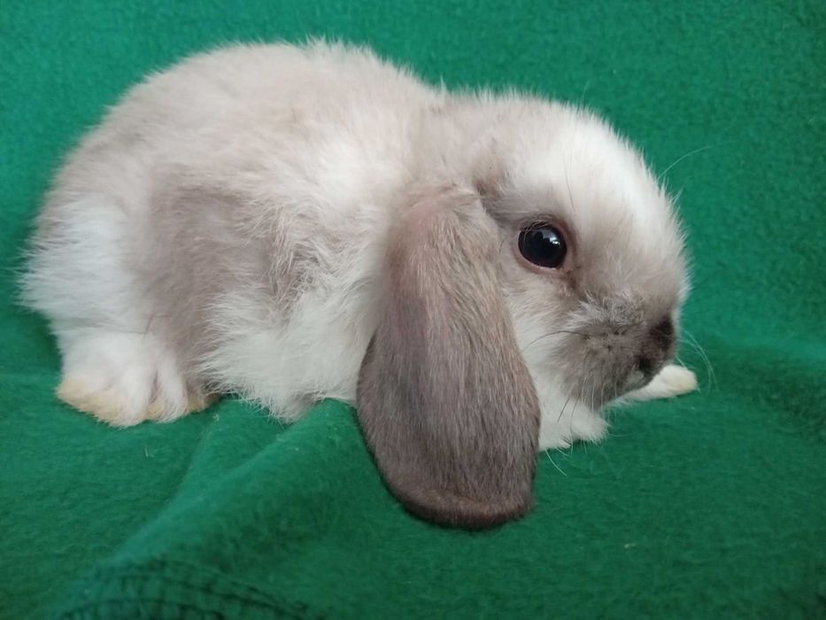 Królik miniaturka miniaturka mini lop