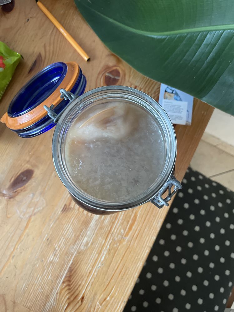 Grzybek scoby kombucha