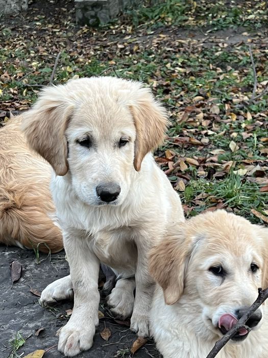 Продаються чистокровні цуценята  золотистого ретривера