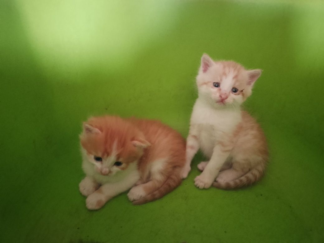 Вiтдамо котиків у добрі руки