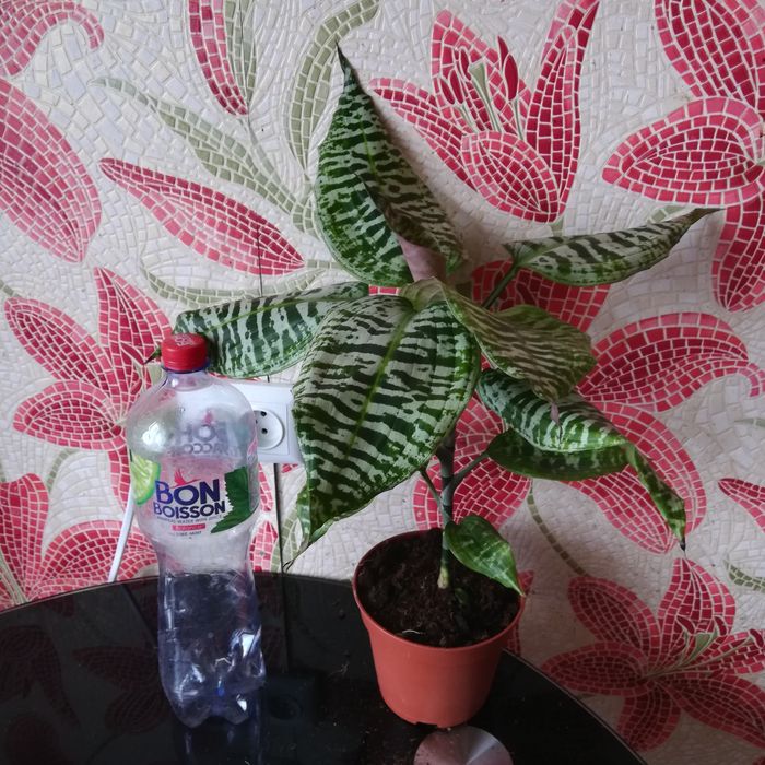 Продам драцену голдиану