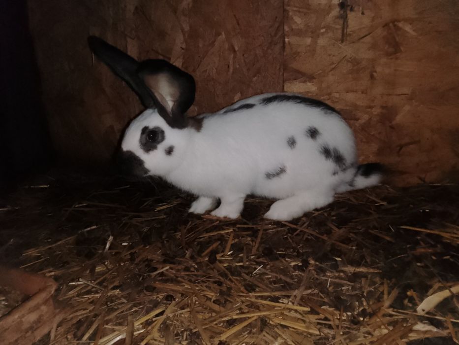 Króliki srokacz niemiecki