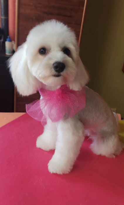 Груминг, стрижка декоративных пород собак