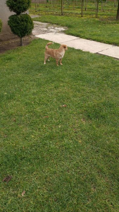 Do oddania młoda suczka za darmo.