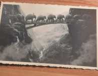 Фотография..Слоны.