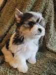 York biewer MORKIE PIES