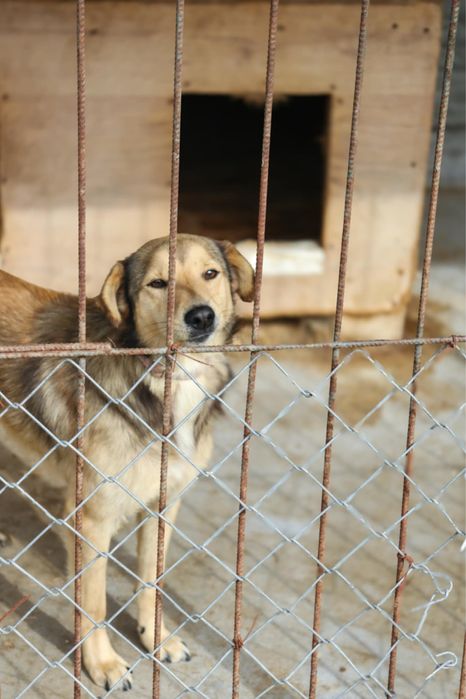 Bolek szuka kochającego domu
