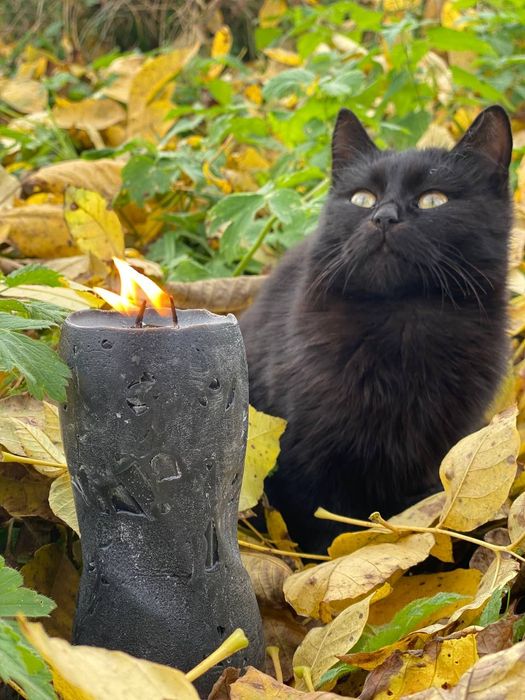 Віддамо котів у добрі руки
