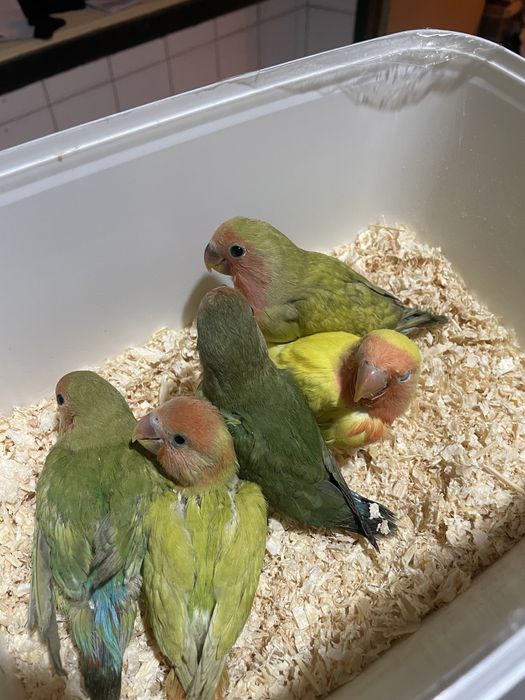 Agapornis domesticados/criados a mao