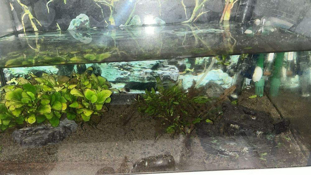 Aquário, filtro, termostato e decorações
