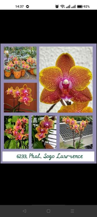 Підрощені сіянці орхідеї Sogo lawrence