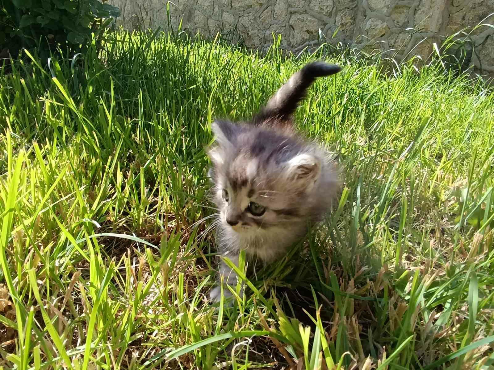 Віддам котиків в добрі руки