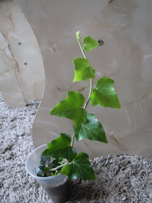 Плющ  вечнозеленый. Отростки. Цветы в Офис. Дизайн.