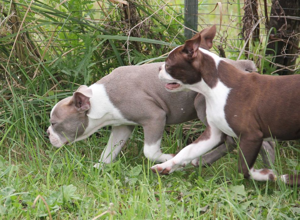 Boston Terrier color  aktualne