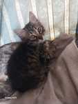 Котята кошеня шукає маму