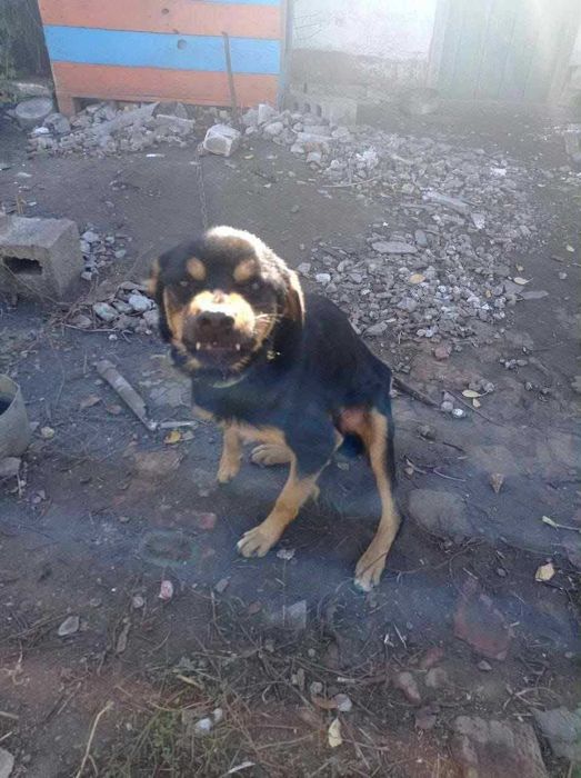 Bosman - 5-letni pies, duży, kochany i robiący „śmieszne minki”