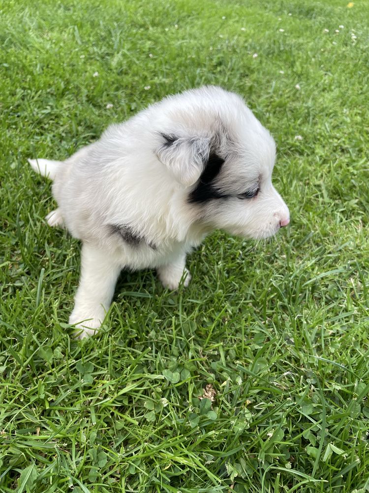 Piesek Border Collie blue merle
