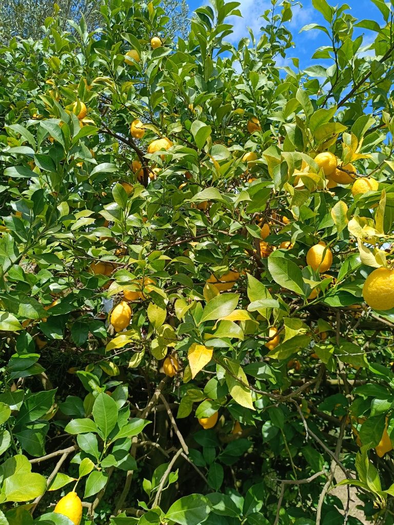 Limões sumarentos