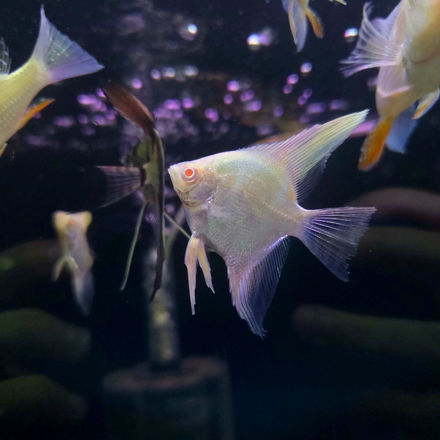 Skalar manacapuru albino